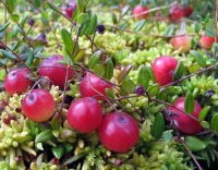 Mirtillo rosso per vie urinarie - Alphamax