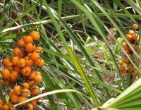 Saw Palmetto estratto per prostata - Alphamax