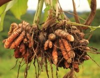 Curcuma equilibrio e benessere - Alphamax